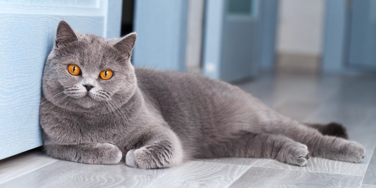 Dusty gray cat